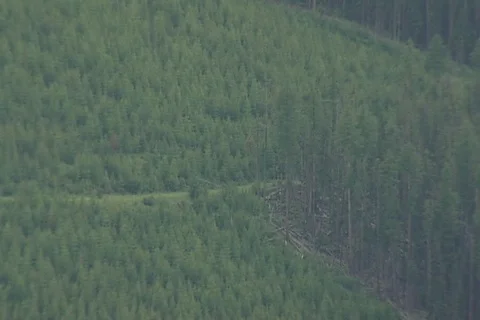 Zoom Shot of Clear Cut Patch on Mountainside Forest in Montana Stock Footage 121368244