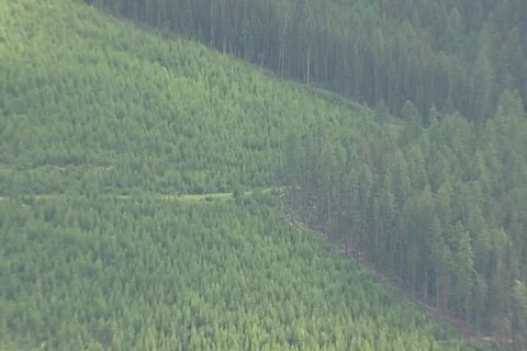 Zoom Shot of Clear Cut Patch of Mountainside Forest in Montana Stock Footage 121368378