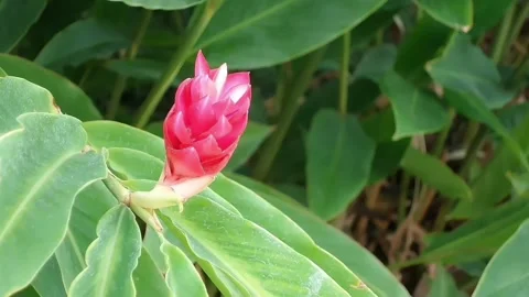 Zoom in shot of a compact red ginger flower bud in a lush garden. Stock Footage 344729744