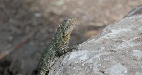Zoom in shot of an eastern water dragon basking on a rock Stock Footage 310314411