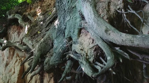 Zoom shot of exposed tree roots Stock Footage 143355127