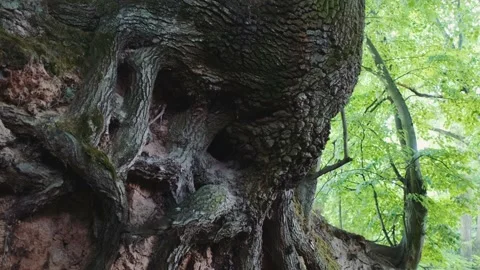 Zoom shot of exposed tree roots | Stock Video | Pond5