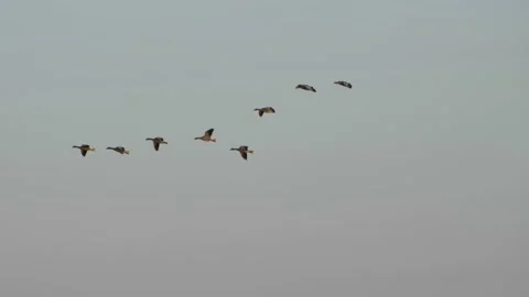 Zoom shot group of ducks flying in the sky at sunset. 库存影片 141360348