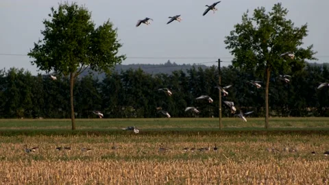 Zoom shot group of flying ducks land on an agricultural field. Video stock 141360458