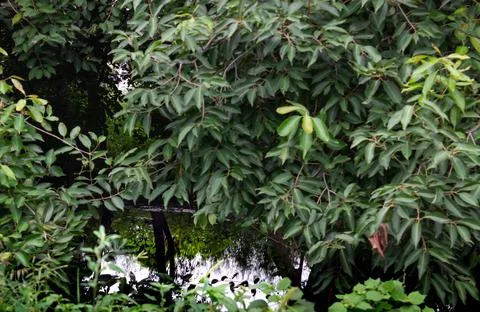 Zoom in shot of Java Plum or Black Berry tree leaves with a small water body. Stock Photos