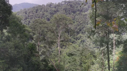 Zoom in shot of a large rainforest tree of gunung leuser national park Stock Footage 264139563