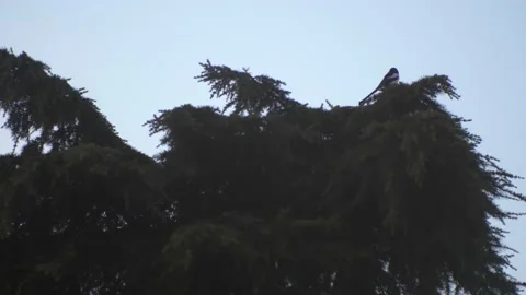 Zoom shot magpie on the pine tree. 库存影片 148874783