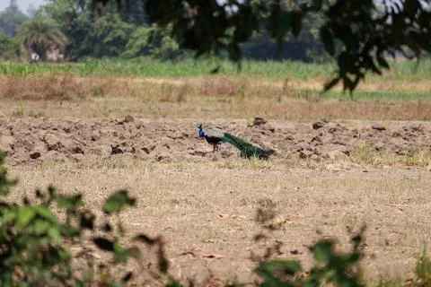 Zoom-in shot of a Peacock in open fields ready for sowing seeds. Stock Photos