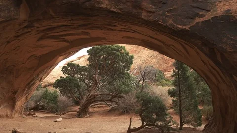 Zoom in shot of a pine tree and navajo arch, utah Stock Footage 76392533