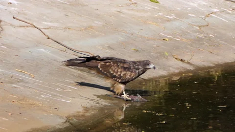Zoom shot of a rough legged hawk trying to eat a dead fish Stock Footage 145475697