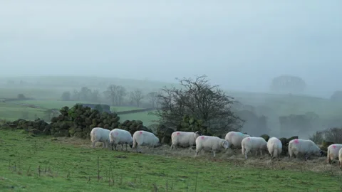 Zoom in shot of sheep being fed on the moor during winter in the Peak Distric 스톡 동영상 296650535