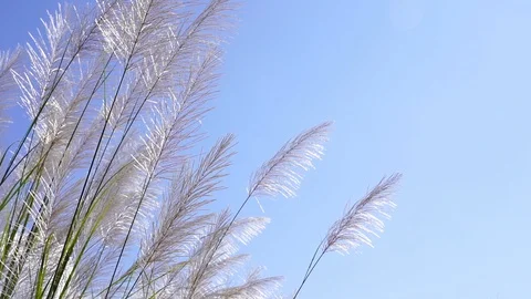 Zoom in shot of Slow motion of Silver grass flower blowing in the wind Stock Footage 120896314