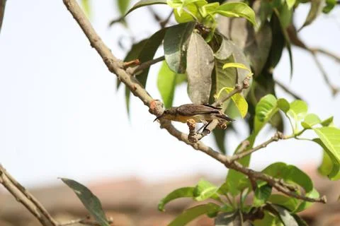 Zoom-in shot of a tiny bird with an insect in its beak. Stock Photos