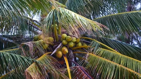 Zoom in shot of view from under the coconut trees. The coconut on coconut pal Stock Footage 81342836