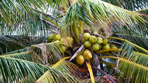 Zoom in shot of view from under the coconut trees. The coconut on coconut pal Stock Footage 81342883