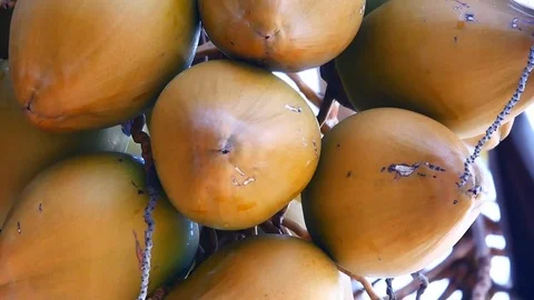 Zoom in shot of view from under the coconut trees. The coconut on coconut pal Stock Footage 81346856