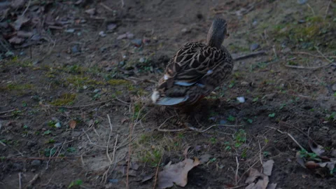 Zoom-in shot of walking duck Stock Footage 310526025