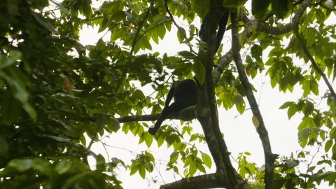 Zoom in shot of young monkey sitting on branch, Tortuguero, Costa Rica Stock Footage 141250429