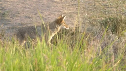 Zoom in  side view of a coyote standing in yellowstone Stock Footage 80212901