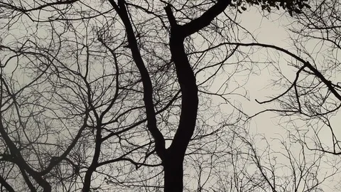 Zoom Silhouette Branch Stock-Footage 75963387