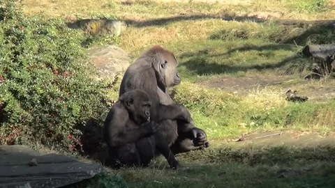  Zoom In on the sitting Gorilla Video stock 82491103