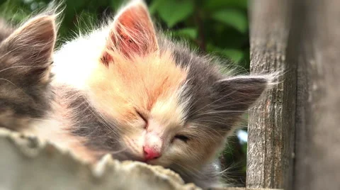 Zoom in on a sleeping kitten,small cat Vídeo Stock 40210472