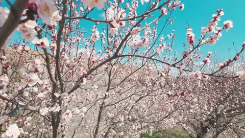 Zoom in slow motion blooming young spring flower tree with mountains landscap Vídeos de archivo 151519828