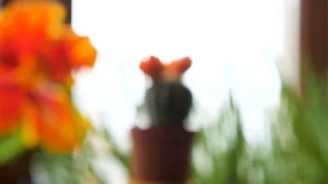Zoom in on small cactus with a flower on top Stock Footage 87258080