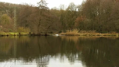 Zoom in: small stream connecting two ponds, swimming mallard ducks, winter Video stock 262199340