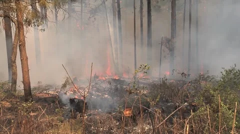 Zoom in on smoky stand of trees on fire Stock Footage 40955090