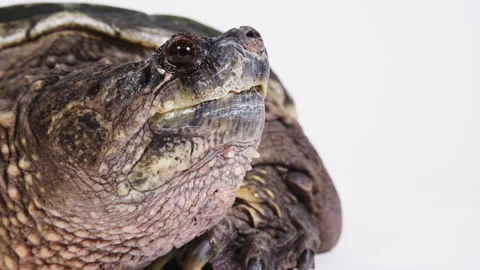 Zoom in on snapping turtle face Stock Footage 256736843