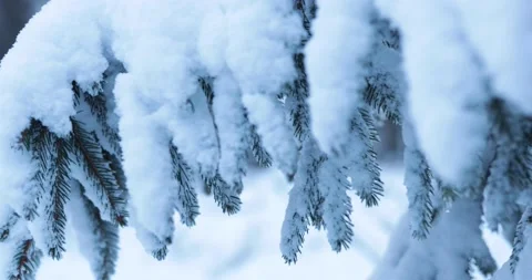 Zoom in on snow covered tree after cold freezing winter night in big forest Stock Footage 232931734