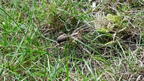 Zoom In on spider in the grass Stock Footage 168558042