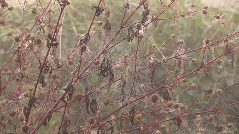 Zoom In Of A Spider In A Web Surrounded By Flowers Stock Footage 96029996