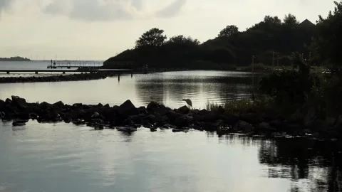 Zoom In on Spoonbill on the Grevelingen Video stock 252175271