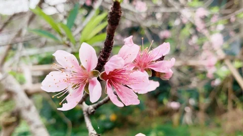 Zoom in spring cherry flowers moving, background of branches and leaves Video stock 103273719