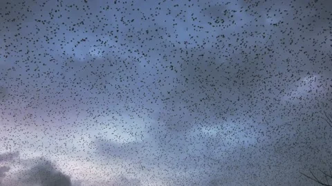 Zoom In on the starlings against the evening sky  Stock Footage