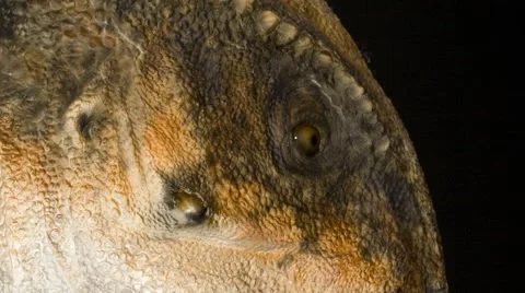 Zoom of Stegoceras validum dinosaur Stock Footage 54619344