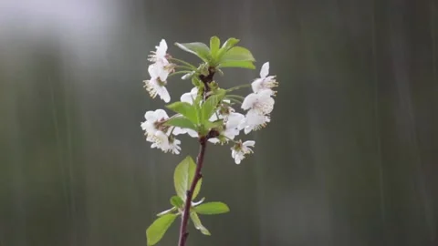 Zoom sudden heavy spring rain coming down on blossom tree branch. Stock Footage 239445498