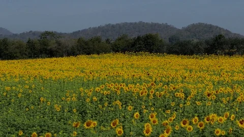 Zoom in Sunflowers in field. Stock Footage 83352718