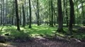 Zoom in sunny summer forest with Red Deers horde HD Footage