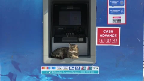 Zoom in Tabby cat sitting inside an ATM machine on Heybeliada island Video stock 342923440