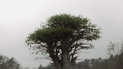 Zoom in on a tall, strong tree in the middle of the forest. Depicting strength Stock Footage 246872188