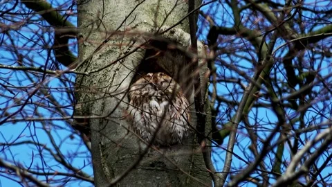 Zoom In to the Tawny Owl in the tree  Video stock 151107006
