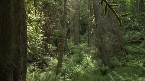 Zoom in to thick green forest Stock Footage 75280350