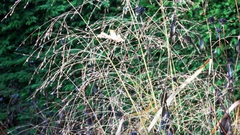 Zoom In on thin grass  Stock Footage 168558111