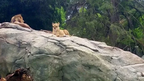 Zoom: Three Lions Sunbathing on a Rock Video stock 79979589