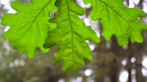 Zoom in to three oak leaves Stock Footage 64771710