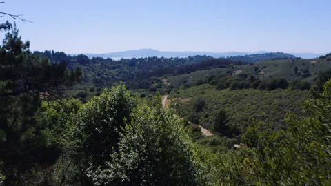 Zoom through Trees California State Park Beautiful Green Nature Wildlife Path Video stock 137838406