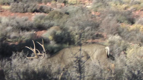 Zoom from Tight to Medium on Walking Mule Deer Buck's Rack Stock Footage 50117198